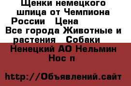 Щенки немецкого шпица от Чемпиона России › Цена ­ 50 000 - Все города Животные и растения » Собаки   . Ненецкий АО,Нельмин Нос п.